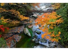 祖谷のかずら橋の紅葉の写真1