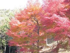 徳島県立神山森林公園 イルローザの森 秋祭りの写真1