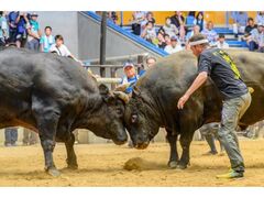 宇和島定期闘牛大会 秋場所の写真1