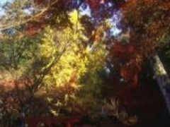 もみじまつり(新谷稲荷山公園)の写真1