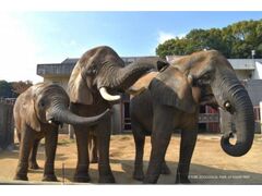 とべ動物園の日の写真1