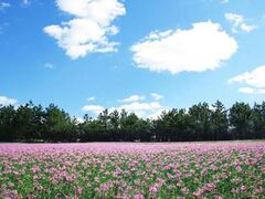 らっきょうの花見の写真1