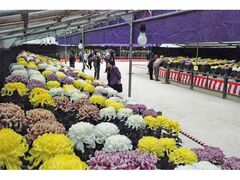 太宰府天満宮秋芳会菊花展の写真1