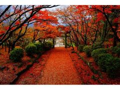 宝満宮竈門神社の紅葉の写真1