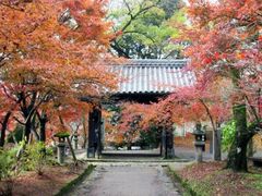秋月城跡の紅葉の写真1