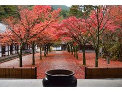 呑山観音寺 紅葉まつりの写真1