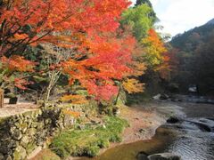 英彦山(英彦山大権現)の紅葉の写真1