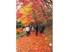 有田町歴史民俗資料館周辺の紅葉の写真1