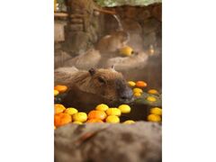 カピバラの露天風呂の写真1