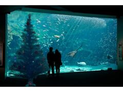海きららのクリスマスの写真1