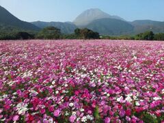 しまばら火張山花公園 秋桜まつりの写真1