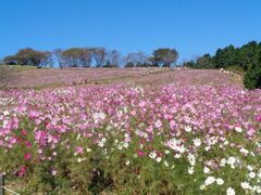 白木峰高原のコスモスの写真1