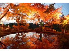 三十路苑の紅葉の写真1