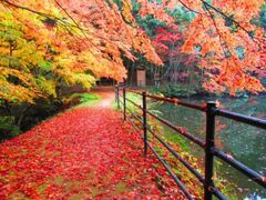 白馬渓の紅葉の写真1
