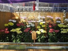 大貞八幡薦神社菊花展の写真1