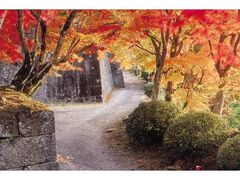 岡城跡の紅葉の写真1