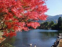 由布院温泉の紅葉の写真1