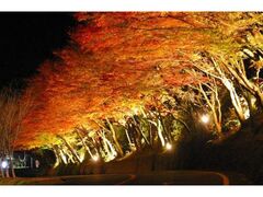 ひさしもみじライトアップの写真1