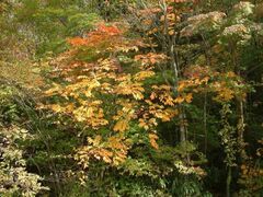 祖母山の紅葉の写真1