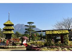 仙巌園 菊まつりの写真1