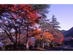藺牟田池の紅葉の写真1
