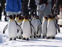 ペンギンの散歩の写真1