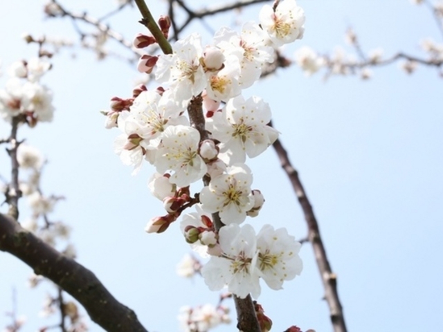 三笠あすか梅の杜