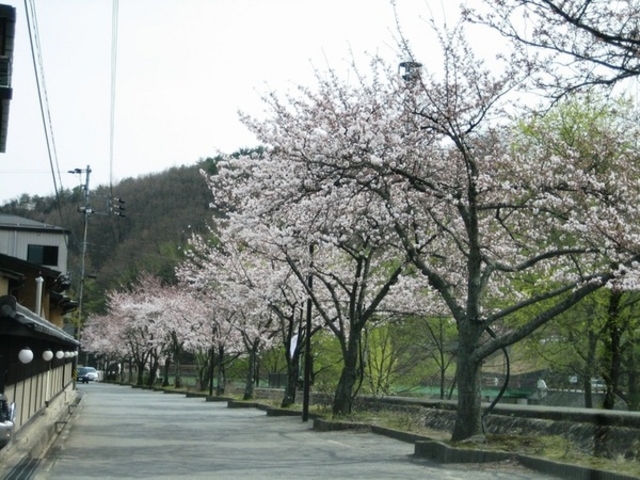 昼神温泉の桜並木