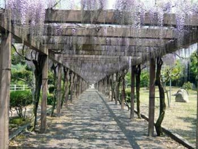 もも&くりさんの大三島藤公園の投稿写真1