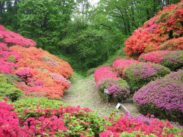 大島城址(台城公園)