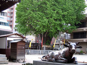 しんちゃんさんの櫛田神社の大イチョウの投稿写真1