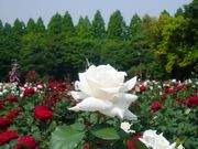 ウォーレンさんの庄内緑地の投稿写真1