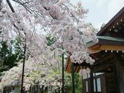 yasさんの愛蔵寺の護摩ザクラの投稿写真1