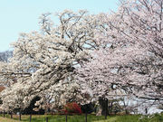 剣八さんの千葉県立関宿城博物館の投稿写真1