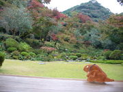 てえすけパパさんの清水寺本坊庭園の投稿写真1