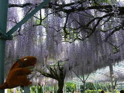 てえすけパパさんの山田の藤の投稿写真1