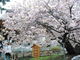 michiさんの血脈桜への投稿写真2