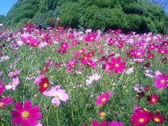 アイランドパークのコスモス