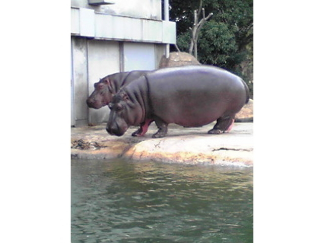 豊橋総合動植物公園(のんほいパーク)