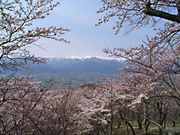 松本浅間温泉 ホテル玉之湯さんの光城山の桜の投稿写真1