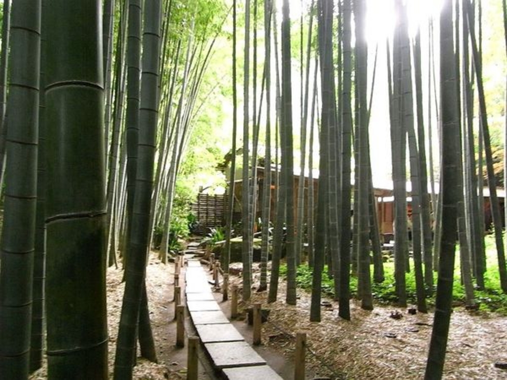 報国寺の竹林