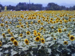ゆうさんのハイジの村 クララ館への投稿写真1
