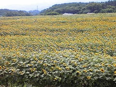 北杜市明野サンフラワーフェスの写真1