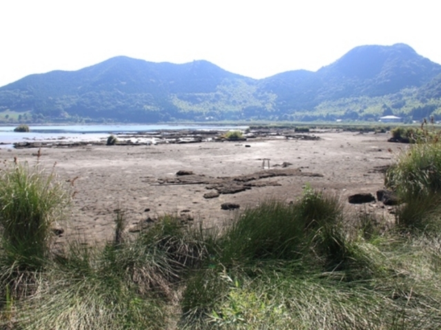 とびうおちゃんさんの藺牟田池の泥炭形成植物群落の投稿写真1