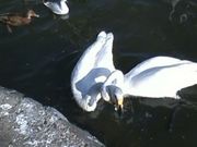 みなみはじめさんの濤沸湖の投稿写真1