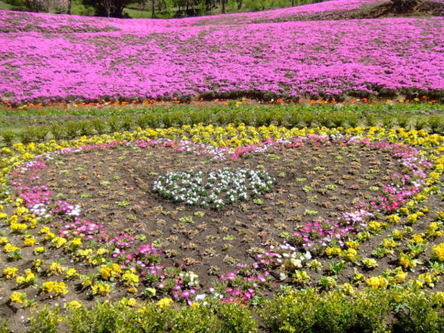 あーちゃんさんのフラワーヒル菊池高原の投稿写真1