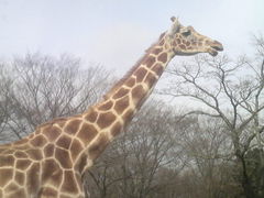 富士サファリパークの写真1