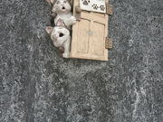 ウォーレンさんのとこなめ招き猫通りの投稿写真1