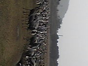 ヒサッチさんの出水市ツル観察センターの投稿写真1