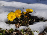 TROUTSKYさんの虻田福寿草の里の投稿写真1
